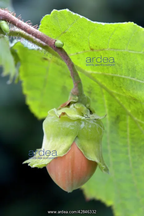 : Common Hazel - hazelnut : Common Hazel - hazelnut