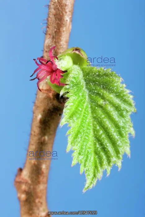 : Common Hazel leaf : Common Hazel leaf
