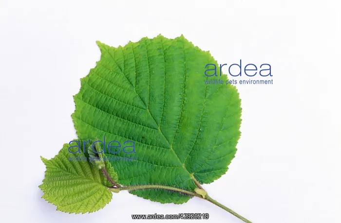 : Common Hazel Leaf : Common Hazel Leaf
