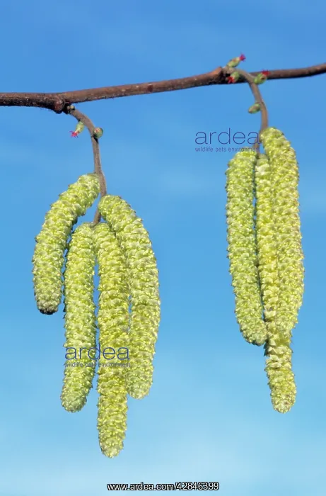 : Common Hazel Tree - catkins : Common Hazel Tree - catkins