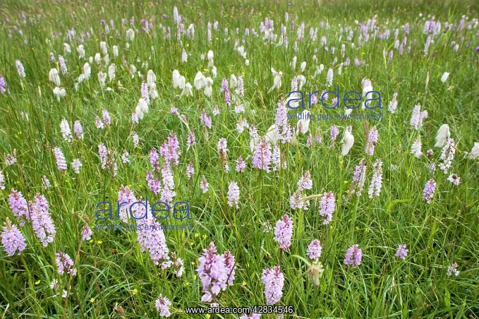 : Common and Heath Spotted Orchids in damp meadow : Common and Heath Spotted Orchids in damp meadow