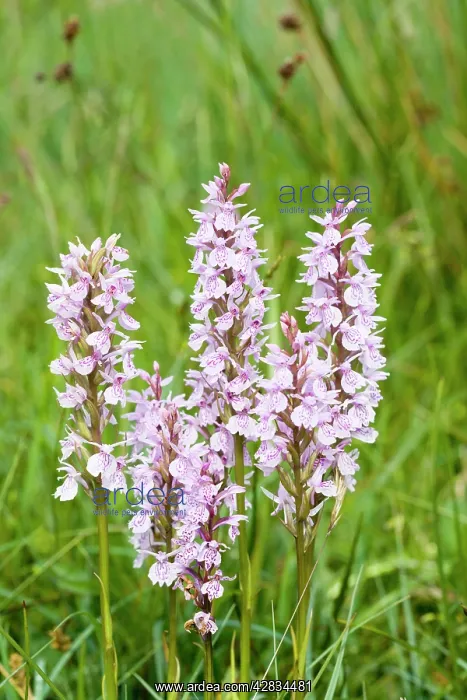 : Common / Heath Spotted Orchids in damp meadow (probably : Common / Heath Spotted Orchids in damp meadow (probably
