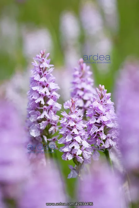: Common / Heath Spotted Orchids in damp meadow (probably : Common / Heath Spotted Orchids in damp meadow (probably