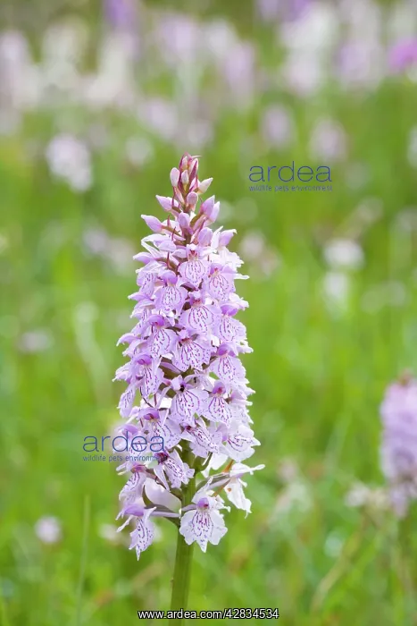 : Common / Heath Spotted Orchids in damp meadow (probably : Common / Heath Spotted Orchids in damp meadow (probably