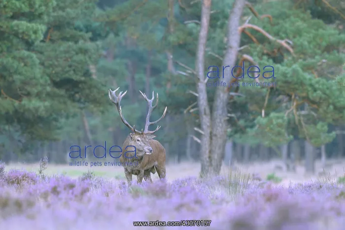 : Common Heather : Common Heather