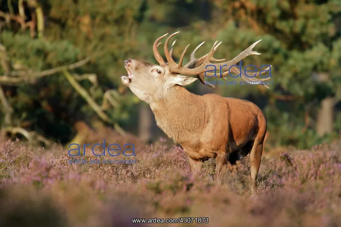  : Common Heather
