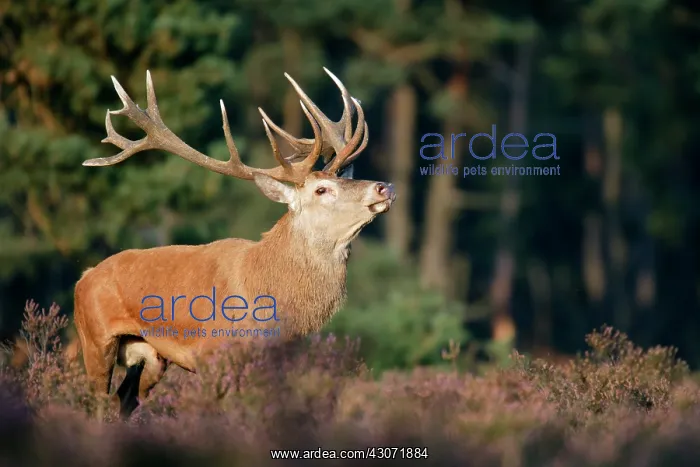  : Common Heather