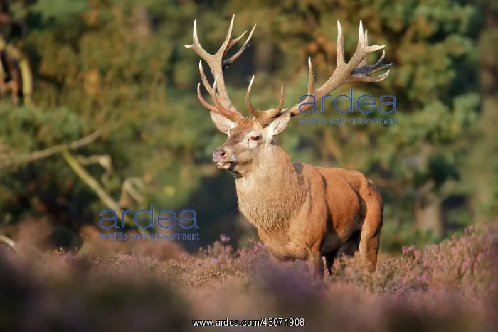: Common Heather : Common Heather