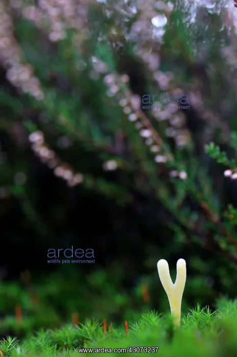 : Common Heather : Common Heather