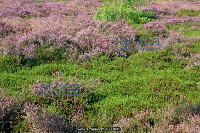 : Common Heather : Common Heather