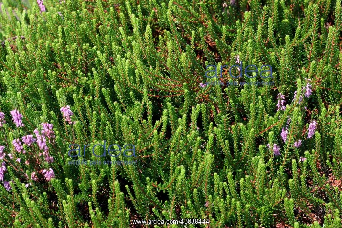 : Common Heather : Common Heather