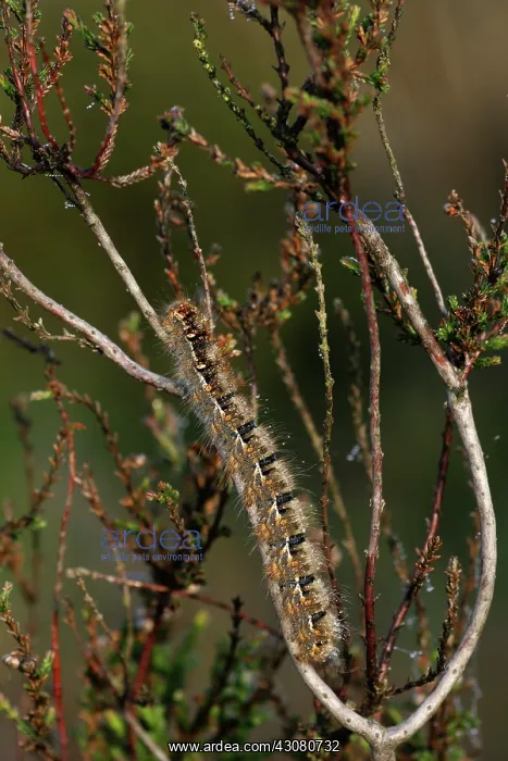 : Common Heather : Common Heather