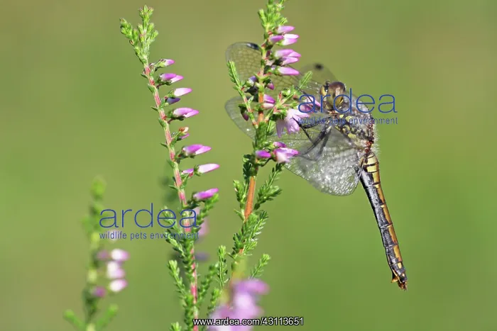 : Common Heather : Common Heather