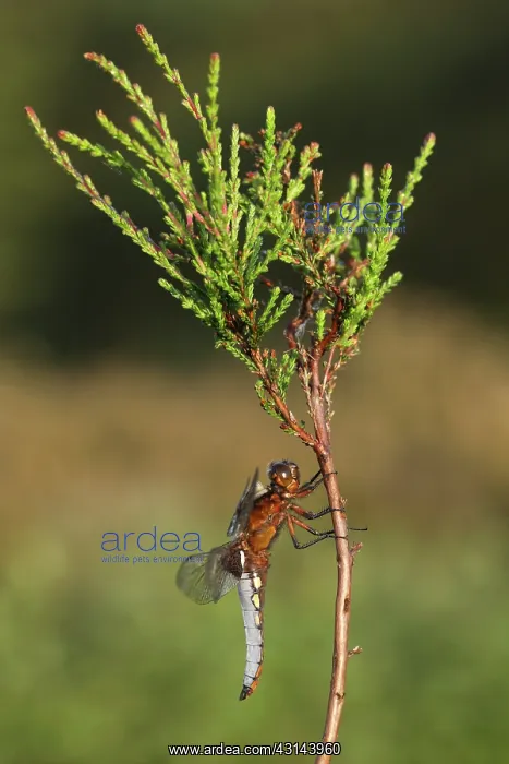 : Common Heather : Common Heather