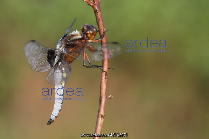 : Common Heather : Common Heather