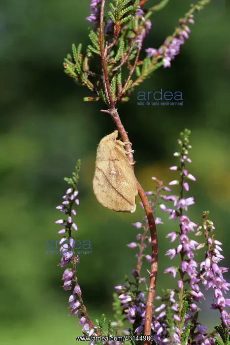 : Common Heather : Common Heather