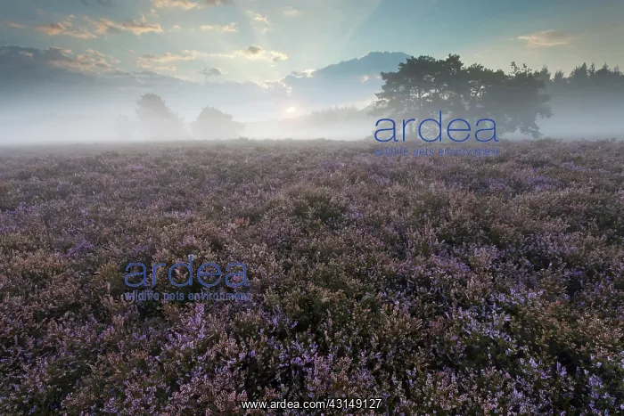 : Common Heather : Common Heather