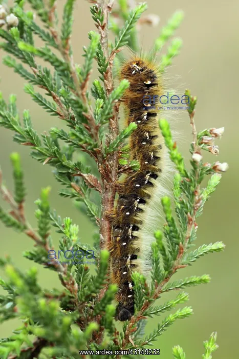 : Common Heather