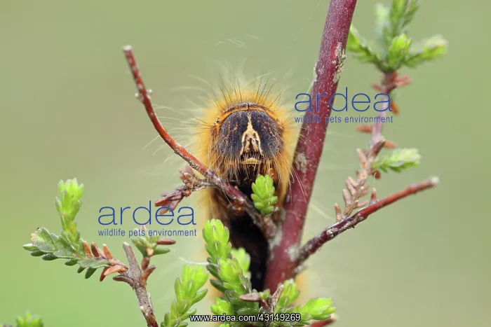 : Common Heather : Common Heather