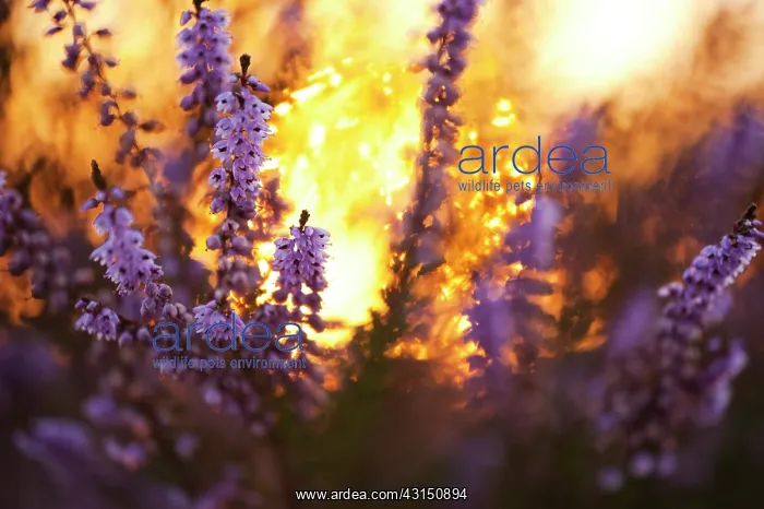 : Common Heather : Common Heather