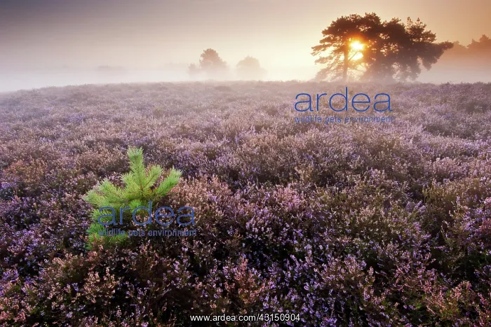 : Common Heather : Common Heather