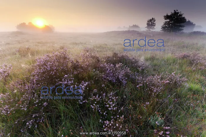 : Common Heather : Common Heather