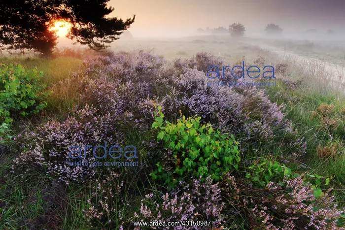  : Common Heather