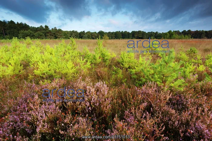 : Common Heather : Common Heather