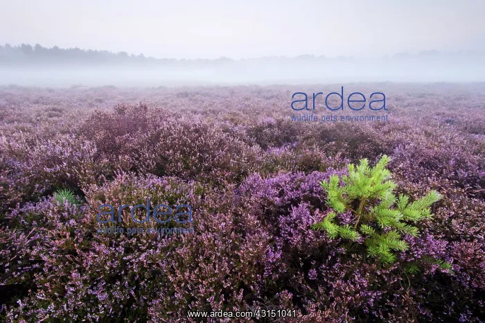 : Common Heather : Common Heather