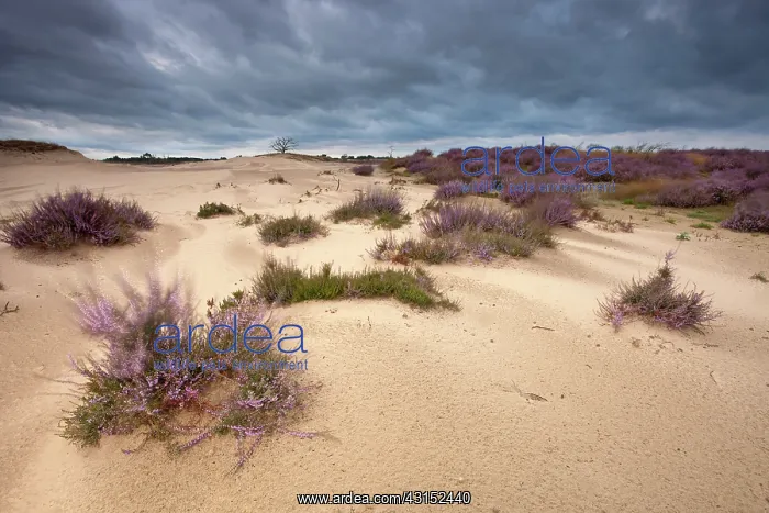 : Common Heather : Common Heather