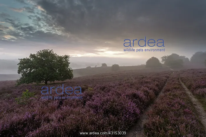 : Common Heather : Common Heather