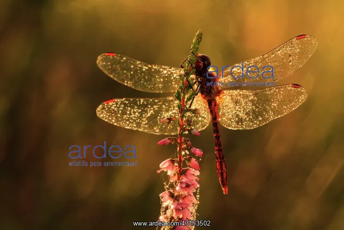 : Common Heather : Common Heather