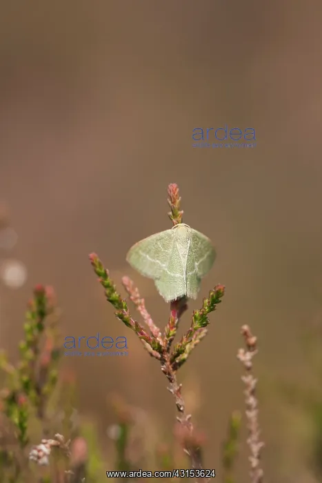 : Common Heather : Common Heather