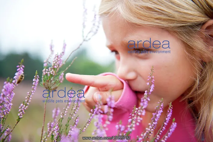 : Common Heather : Common Heather