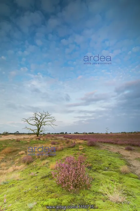 : Common Heather : Common Heather