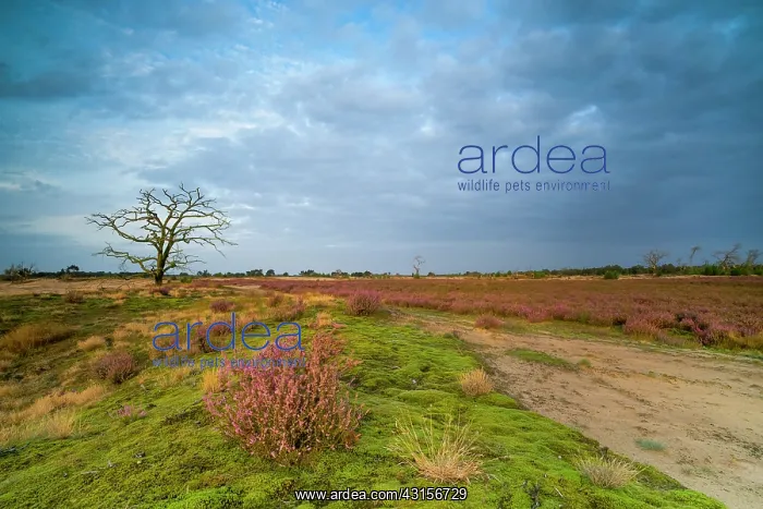 : Common Heather : Common Heather