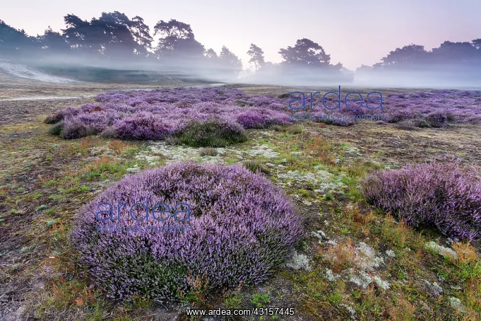 : Common Heather : Common Heather