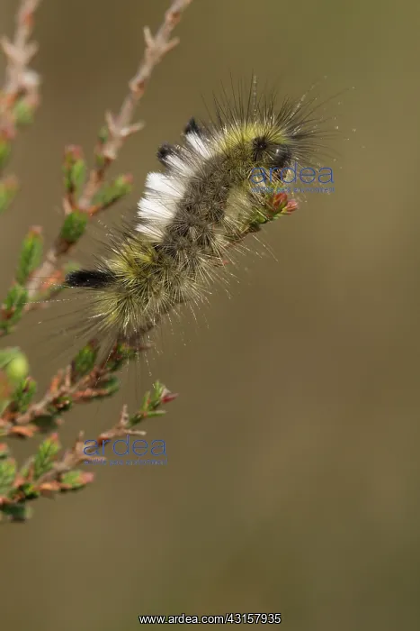 : Common Heather : Common Heather