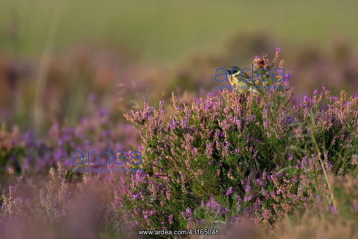 : Common Heather : Common Heather