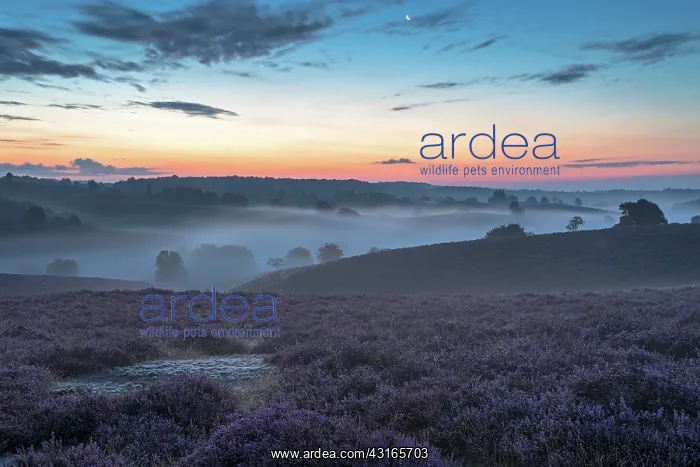 : Common Heather : Common Heather