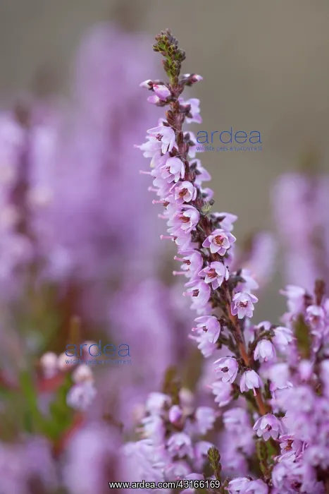 : Common Heather : Common Heather