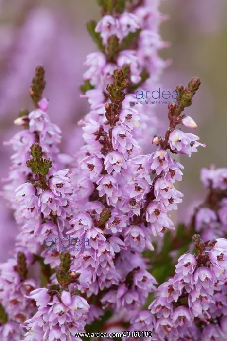 : Common Heather : Common Heather