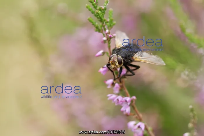 : Common Heather : Common Heather