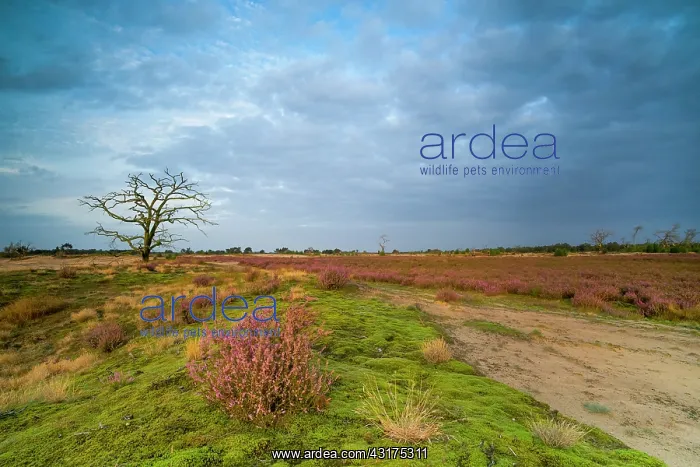 : Common Heather : Common Heather