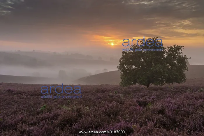 : Common Heather : Common Heather