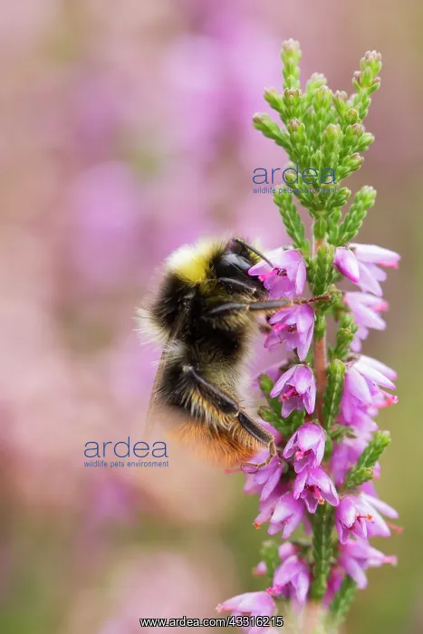 : Common Heather : Common Heather