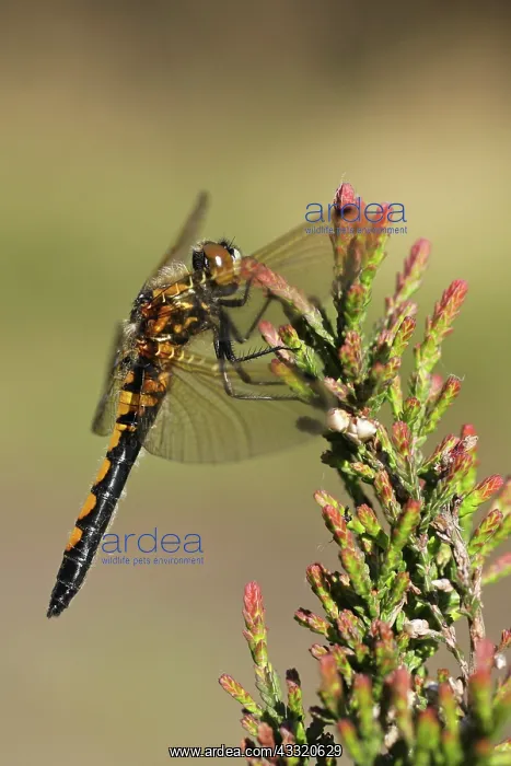 : Common Heather : Common Heather