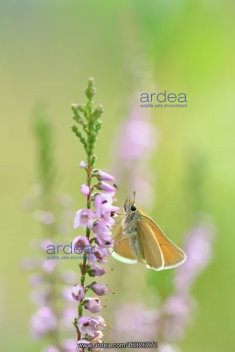  : Common Heather