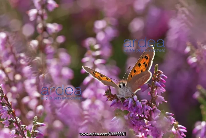 : Common Heather : Common Heather