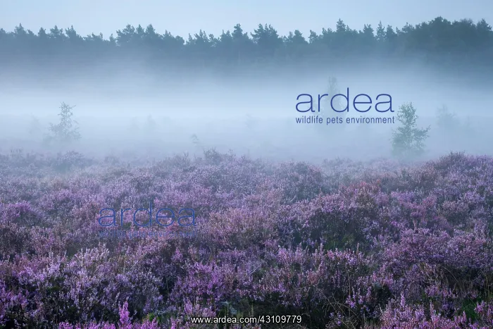: Common Heather (Calluna vulgaris) in the morning : Common Heather (Calluna vulgaris) in the morning